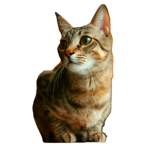 Close Up Portrait Of A Curious Tabby Cat With Bright Eyes Indoors, Perfect For Pet Lovers. 17208 - Cat PNG image with transparent background